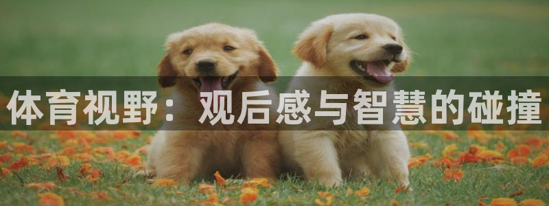 绿茵体育直播(无插件)：体育视野：观后感与智慧的碰撞